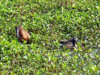 DSCF2869  Left - Femal Black-bellied Whistling Duck Right - Pair of Blue Winged Teal Ducks, male and female Photo by Ralph W. Roberts