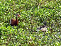 DSCF2871  Left - Femal Black-bellied Whistling Duck Right - Pair of Blue Winged Teal Ducks, male and female Photo by Ralph W. Roberts