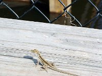 DSCF4226  Florida Fence Lizard Photo by Anne E. Wright