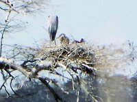 DSCF4303  Great Blue Heron nesting Photo by Anne E. Wright