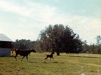 196812bpw10  1968 Brooksville, Florida -  4-H visit to Arbaian farm