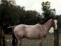 196908ph07  1969 Rondo