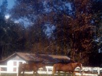 197310ph01  1973 Pouska (Cafe Noir) and Alazan